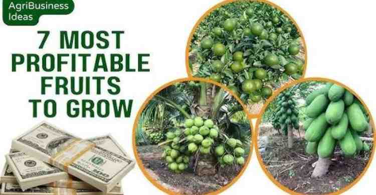 कृषि में निवेश 2026: ये 7 Profitable Farming Ideas बदल देंगे आपकी कमाई